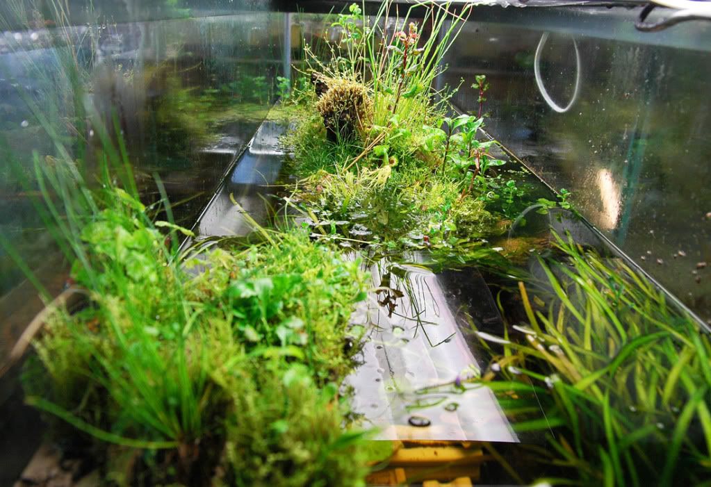 Paludarium experiment (120 gallon) Paludariums Aquatic Plant Central